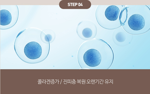 피부의 근본적인 재생을 돕는 자가성장인자와 100% 순수 콜라겐의 결합의 시너지 작용 